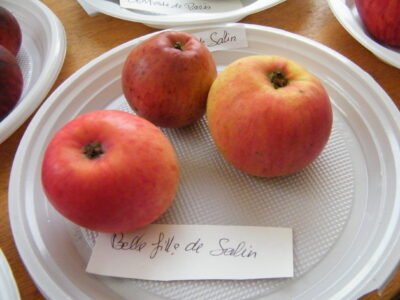 Pommier Belle fille de Salin - fruits