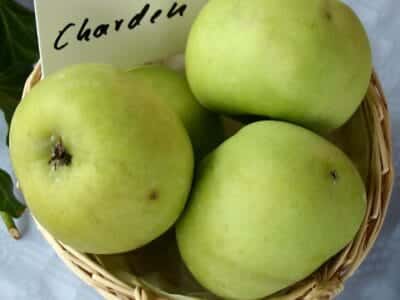 Charden