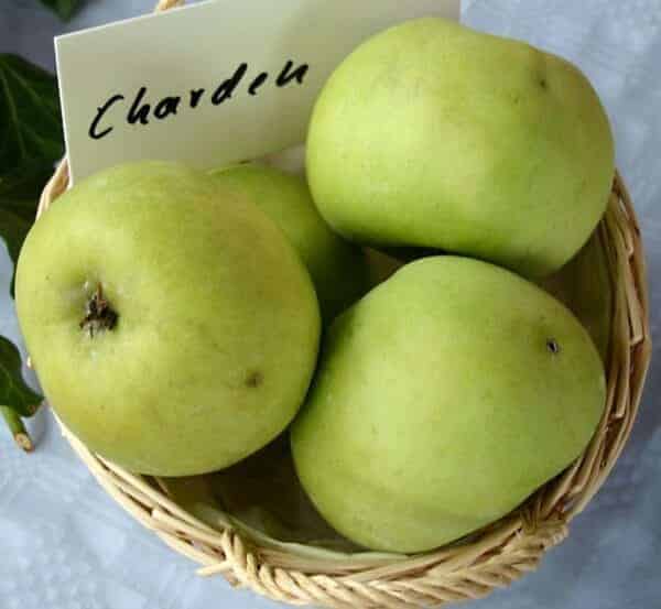 Charden
