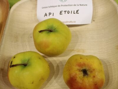 Pommier Api Etoilée - fruits