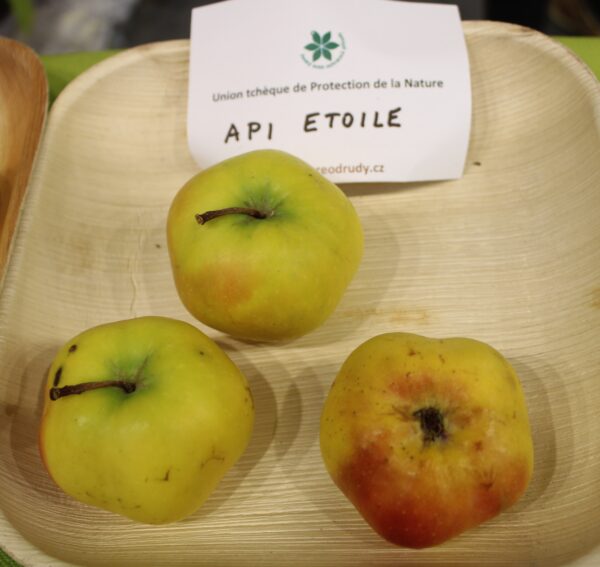 Pommier Api Etoilée - fruits