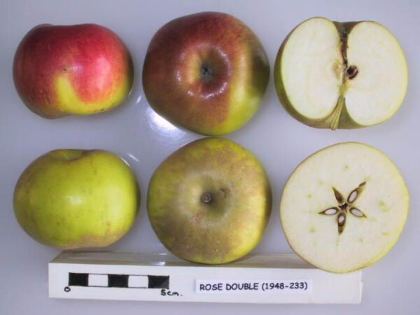 Pommier double rose - fruits