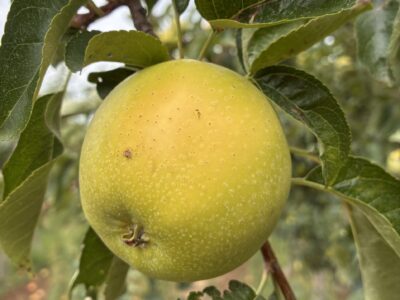 Pommier Chanteclerc fruit