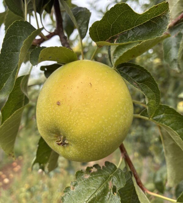 Pommier Chanteclerc fruit