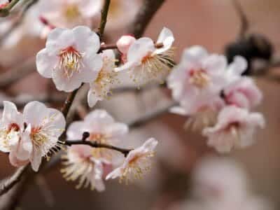 plum blossoms, plum flowers, spring flowers, flowers, spring, plum tree, colorful, flower background, nature, white flowers, flower wallpaper, beautiful flowers, pink, blush