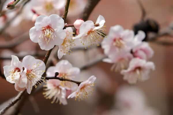 plum blossoms, plum flowers, spring flowers, flowers, spring, plum tree, colorful, flower background, nature, white flowers, flower wallpaper, beautiful flowers, pink, blush