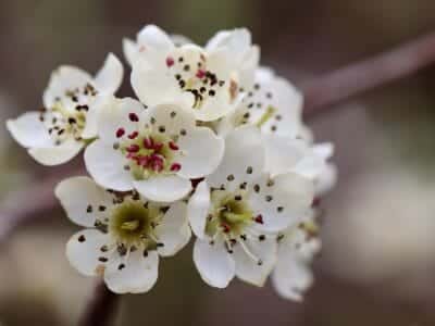 willow-leaved pear, nature, pear, pear tree blossom, blossom, stamens, petals, pyrus salicifolia, blossom, bloom, pistils, white, spring, pome fruit family, bloom
