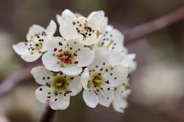 willow-leaved pear, nature, pear, pear tree blossom, blossom, stamens, petals, pyrus salicifolia, blossom, bloom, pistils, white, spring, pome fruit family, bloom