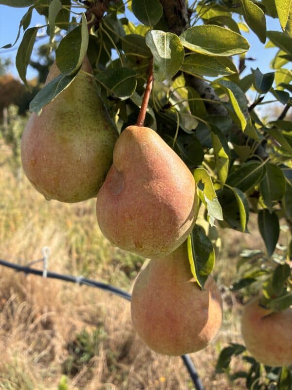 Poirier Alexandrie fruits