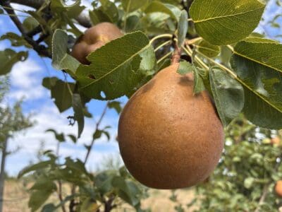 Poirier Général Leclerc fruit
