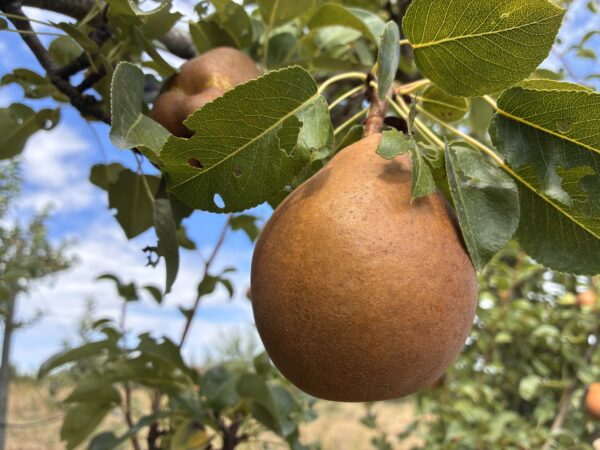 Poirier Général Leclerc fruit