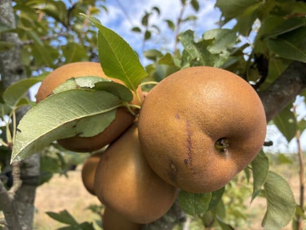 Poirier Général Leclerc fruits
