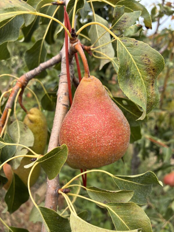 Poirier Harrow sweet fruit