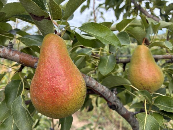 Poirier Harrow sweet-fruits