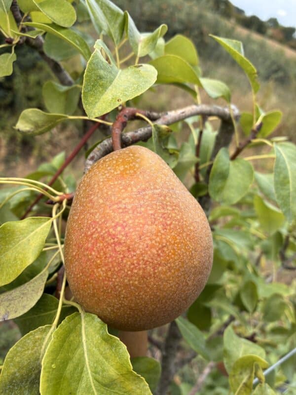 Poirier Président Héron fruits