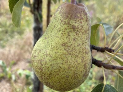 Poirier williams fruit