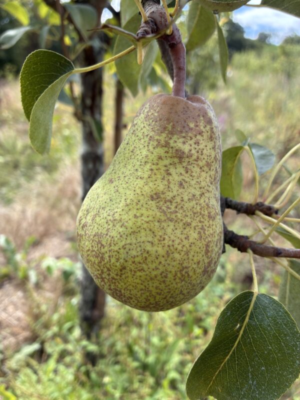 Poirier williams fruit