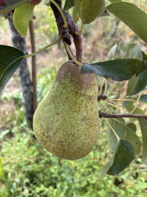 Poirier williams fruits