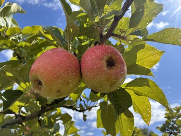 Pommier Jubilé fruits