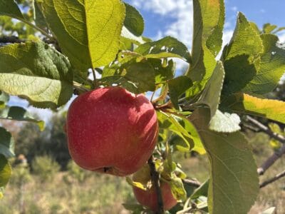 Pommier Jubilé fruit