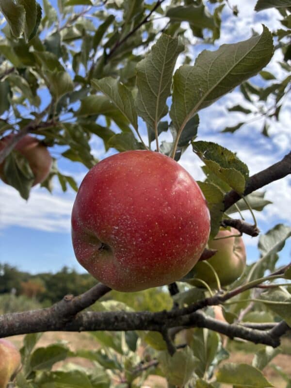 Pommier Melrose fruits