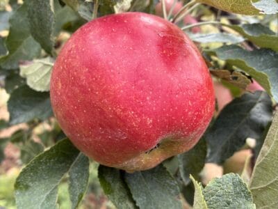 Pommier Melrose fruit