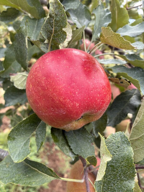 Pommier Melrose fruit