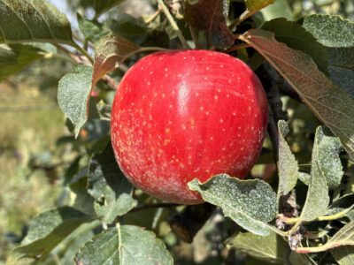 Reine des reinettes fruit