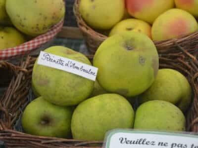 Reinette d'Amboulne