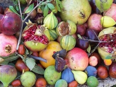 Autres fruitiers