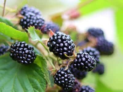 Ronce fruitière (sans épine)