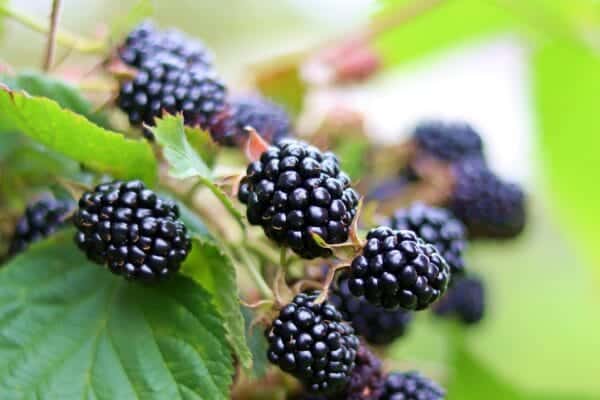 blackberry, berry, russia, nature, country house, garden, summer