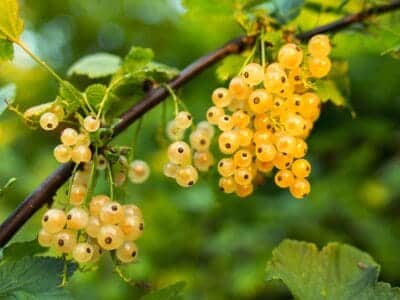 currant, fruits, white currants, berries, nature, white berries, cluster, harvest, produce, organic, fresh, fresh fruits, fresh currants, fresh berries, agriculture, botany, plants
