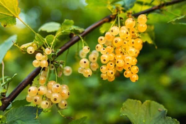 currant, fruits, white currants, berries, nature, white berries, cluster, harvest, produce, organic, fresh, fresh fruits, fresh currants, fresh berries, agriculture, botany, plants