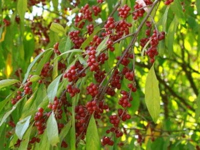 Chalefs d'automne