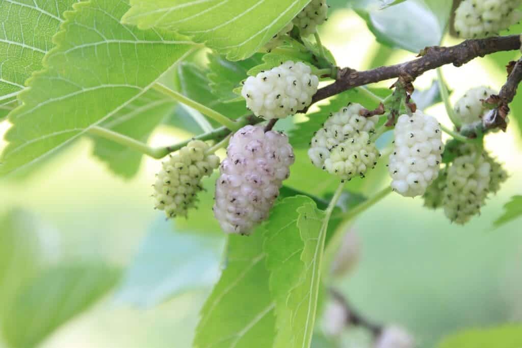 alba, morus, mulberry, white, fruit, nature, plants, green fruits