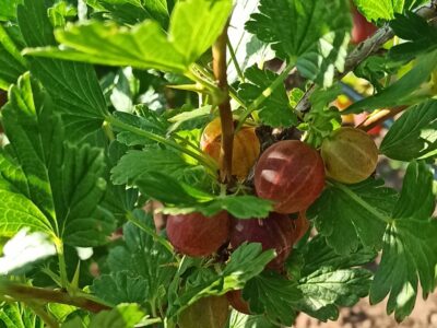 Ribes_uva-crispa - Pixwell