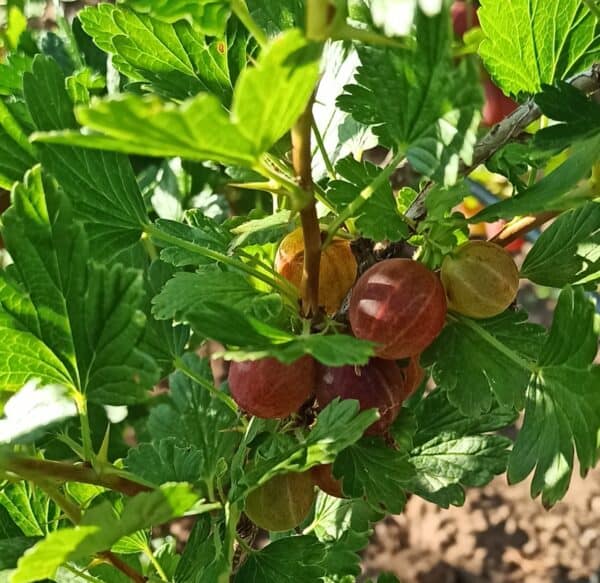 Ribes_uva-crispa - Pixwell