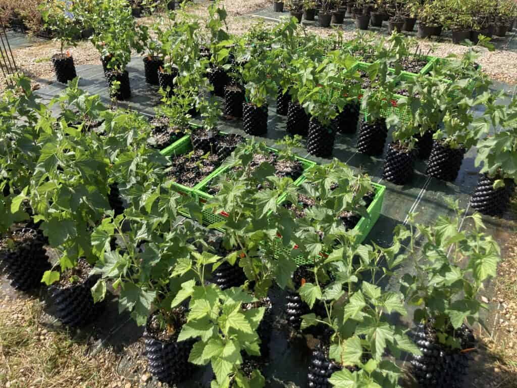 Arbres et arbustes fruitiers en pots anti-chignons