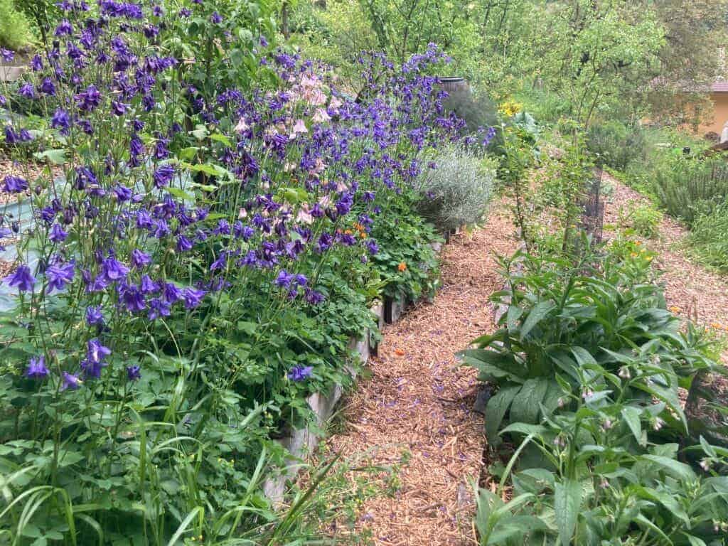 Diversité et biodiversité à la pépinière Pomaria