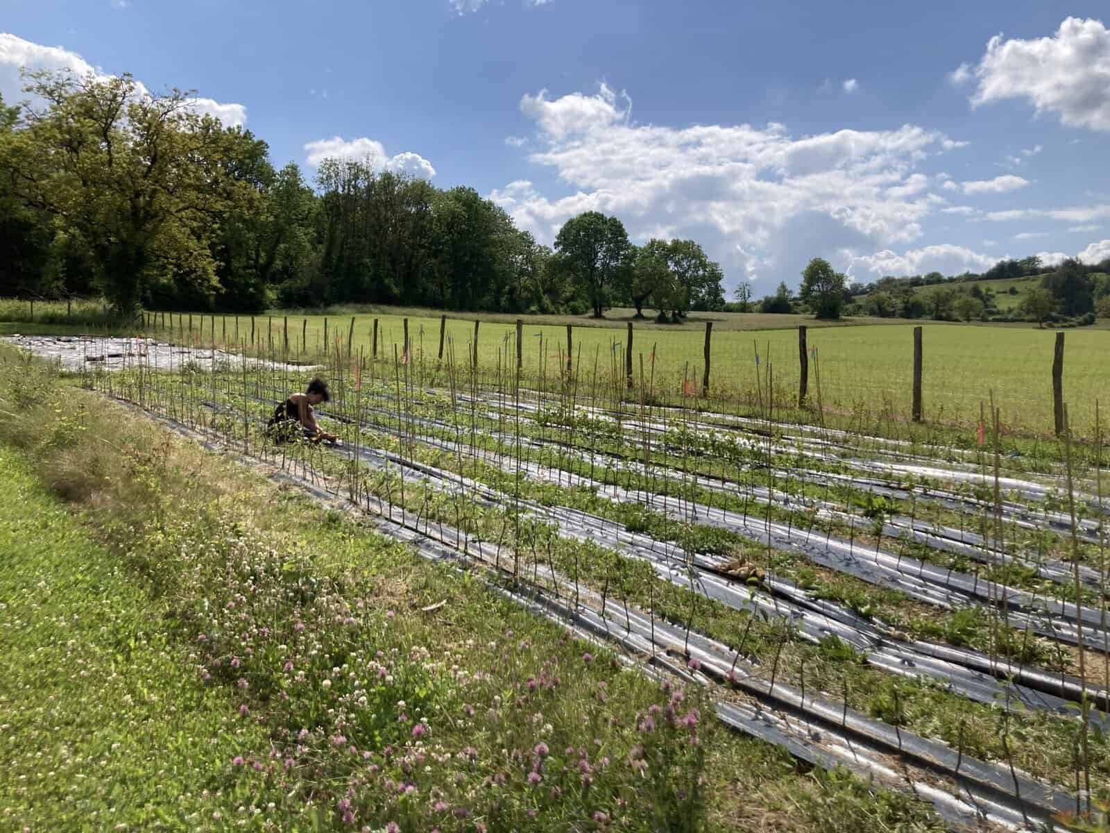 Culture plein champs à la pépinière - exploitation agricole écologique