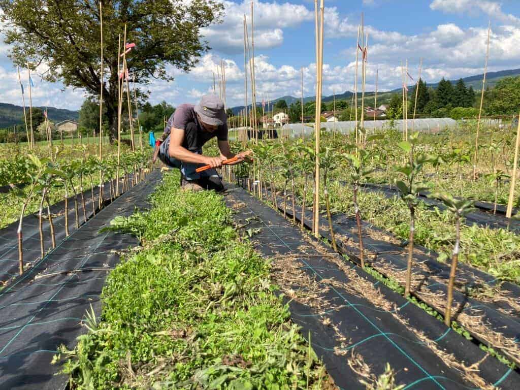 Fruitiers en racines nues - culture écologique et locale
