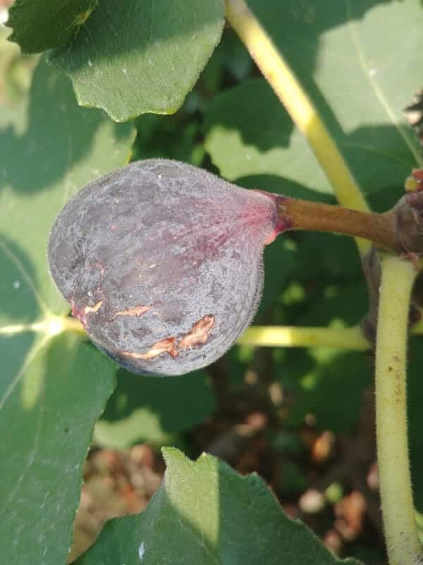 Pastilière
