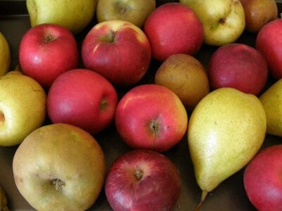 Fruitiers greffés