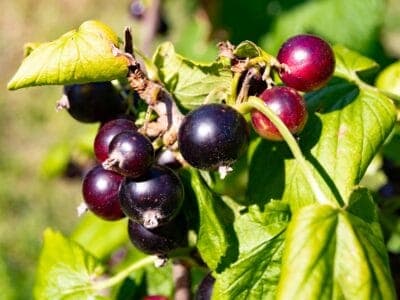 Ripe black currants hang on a bush.