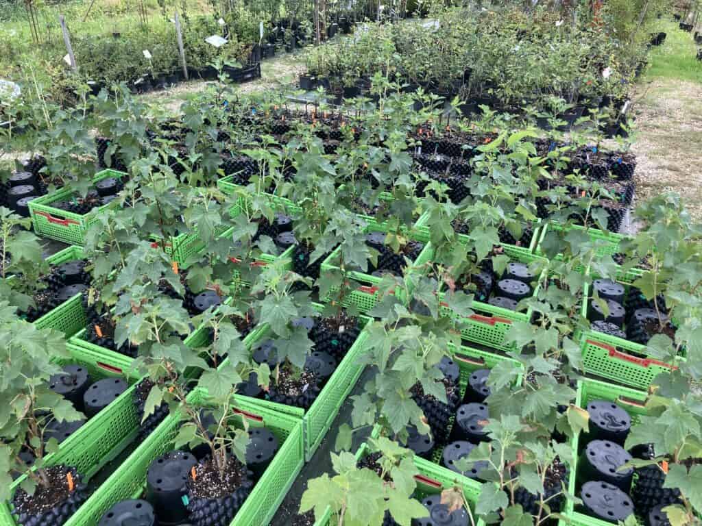 Petits fruits bio cultivés en pots anti-chignon à la pépinière Pomaria
