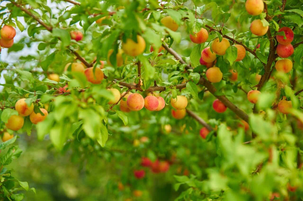 Pépinière d'arbres et arbustes fruitiers dans l'Ain