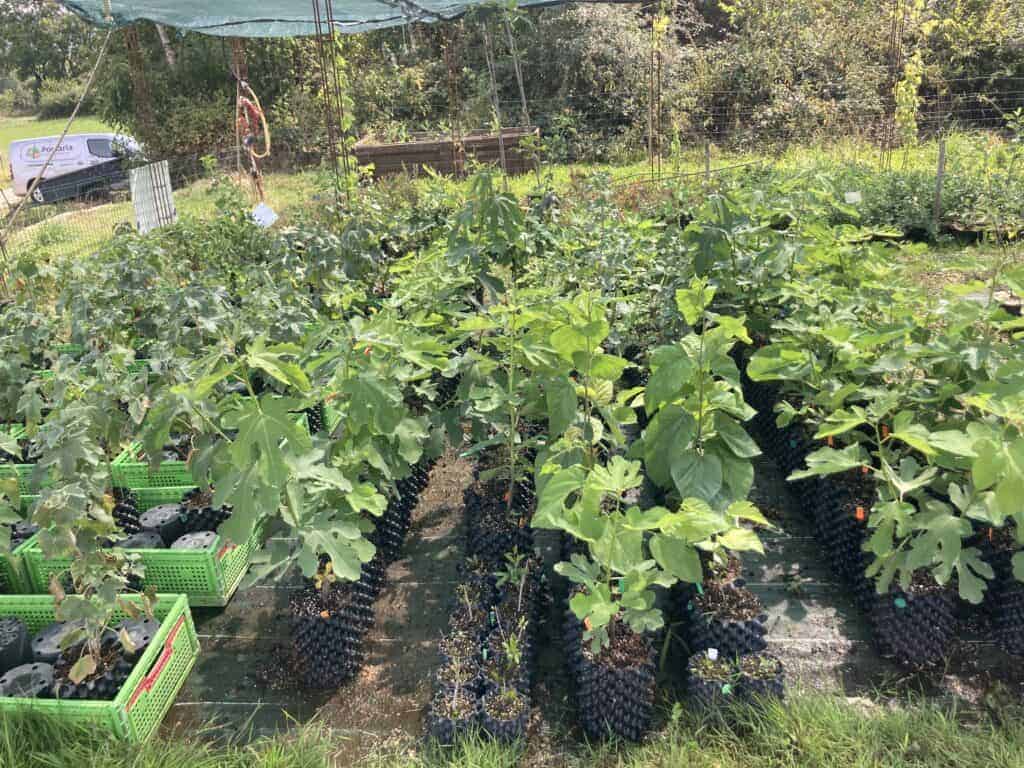 Arbre et arbustes fruitiers à la pépinière Pomaria. Cultivés en pot anti-chignon pour un enracinement optimal