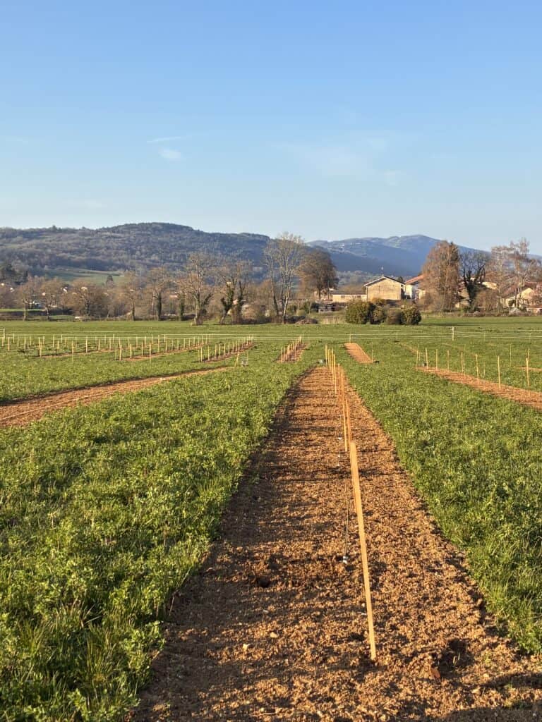 Verger Pomaria juste après les premières plantations (figuiers, pruniers et plaqueminiers