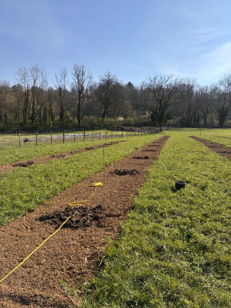 Plantation de plaqueminiers au verger Pomaria